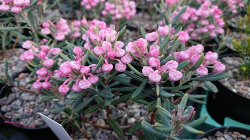 Andromeda polifolia 'Blue Ice' - 8cm pot 